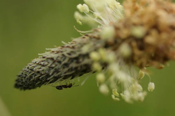 Plantago Lanceolata Plantanowy Kwiat Bliska Mrówka Czołga Się Kwitnieniu — Zdjęcie stockowe