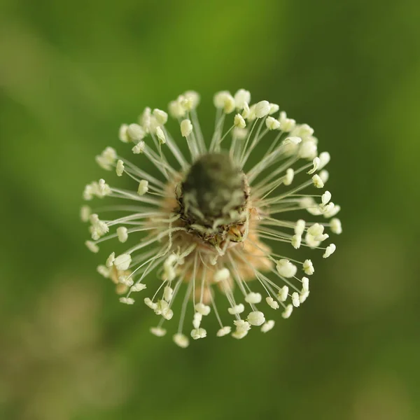 Plantago Lanceolata Primer Plano Una Flor Sobre Fondo Verde — Foto de Stock