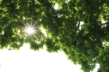Quercus Petraea, meşe dallarından gökyüzüne doğru bak, güneşten ışınlarla dışarı bak.