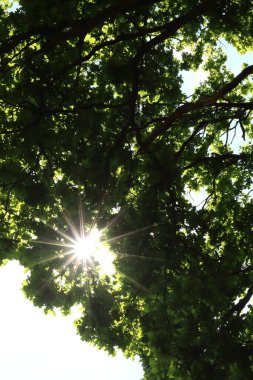 Quercus Petraea, meşe dallarından gökyüzüne doğru bak, güneşten ışınlarla dışarı bak.