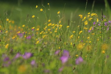 Sarı ve pembe çiçekli çayır.