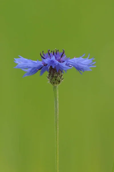 Centaurea Cyanus Közelkép Egy Kék Virág Zöld Alapon — Stock Fotó