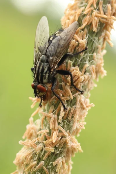 Sarcophaga carnaria, çimen çiçeğinin üzerinde büyük bir sinek.