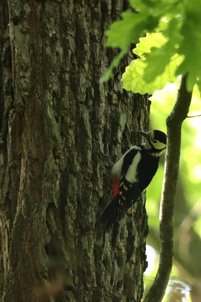 Dendrocopos Major Pica Pau Manchado Sentado Numa Árvore Pássaro Com — Fotografia de Stock