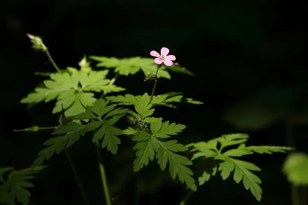제라늄 식물의 어두운 분홍빛 — 스톡 사진