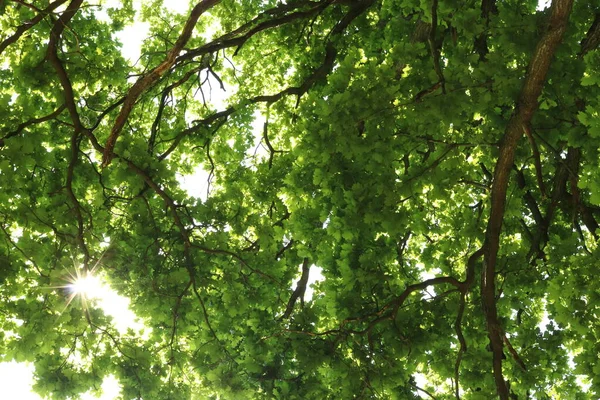 Quercus Petraea, meşe dallarından gökyüzüne doğru bak, güneşten ışınlarla dışarı bak.