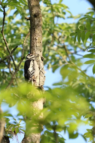 Dendrocopos Major Zauważono Dzięcioła Siedzącego Drzewie Ptak Czerwoną Głową — Zdjęcie stockowe