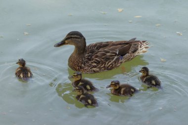 Anas platyrhynchos. Bir yaban ördeği, genç ve küçük ördekleri ile havuzda yüzer..