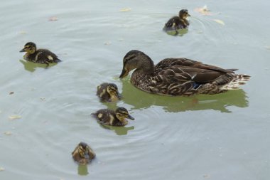 Anas platyrhynchos. Bir yaban ördeği, genç ve küçük ördekleri ile havuzda yüzer..