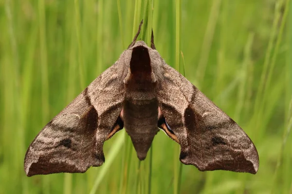 Smerinthus Ocellatus Primer Plano Una Mariposa Sobre Fondo Verde —  Fotos de Stock