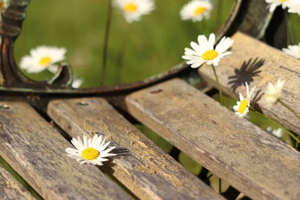 Leucanthemum vulgare. Papatya eski bankta büyüyor.