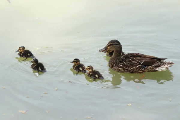 Anas Platyrhynchos Patos Hembra Con Sus Crías Nadan Agua —  Fotos de Stock