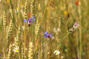 tarladaki gelincikler