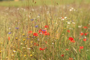 tarladaki gelincikler