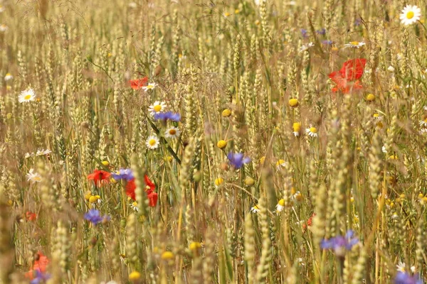 tarladaki gelincikler