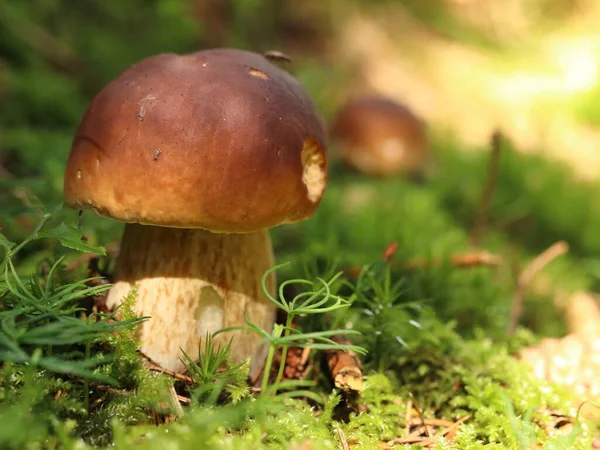 Boletus Edulis Ormanda Kozalaklı Yenilebilir Bir Mantar — Stok fotoğraf