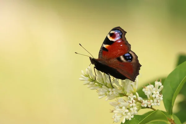 Aglais Io, çiçekli bir çalılıkta oturan bir kelebek.