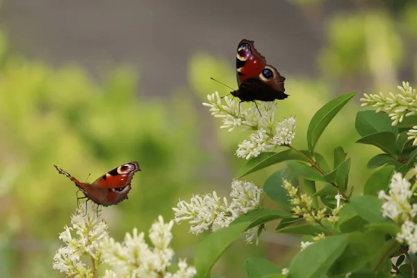 Aglais Uma Borboleta Sentada Sobre Arbusto Florido — Fotografia de Stock