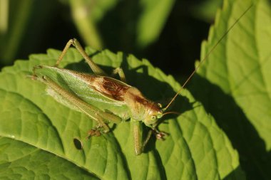 Tettigonia viridissima, yeşil çekirge, böcek detayı
