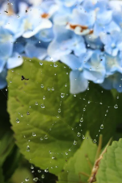 Toile Araignée Avec Gouttes Rosée Sur Une Hortensia Paniculata Hortensia — Photo