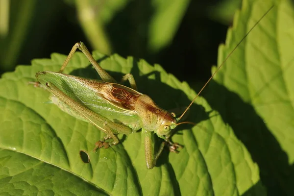 Tettigonia Viridissima Gafanhoto Verde Detalhe Inseto — Fotografia de Stock