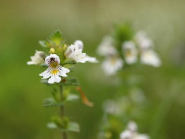 Euphrasia rostkoviana, beyaz çiçekli uzun ömürlü bir bitki.