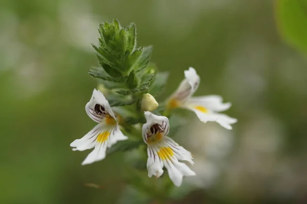 Euphrasia rostkoviana, beyaz çiçekli uzun ömürlü bir bitki.