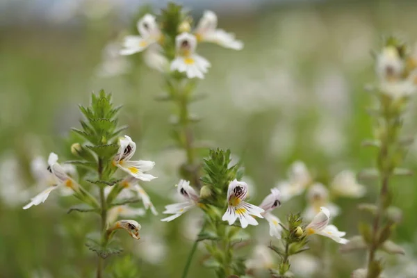 Euphrasia Rostkoviana Une Petite Herbe Vivace Aux Fleurs Blanches — Photo