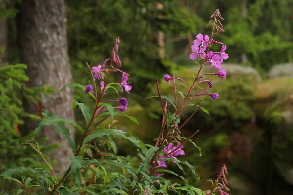 森の中のピンクのハーブ シャメネリオン Angustifolium — ストック写真