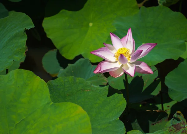 Flor de lótus — Fotografia de Stock