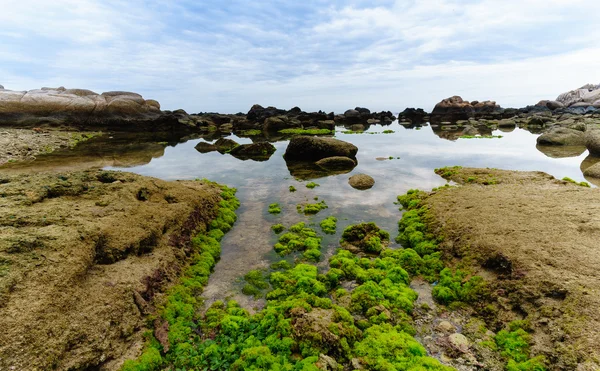 Plajda yosunlu Rock