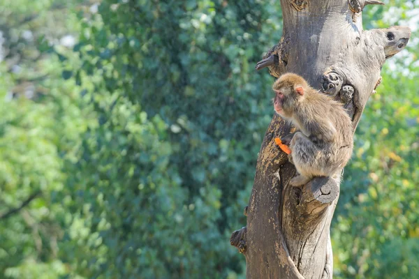 Mono sentado en el tronco — Foto de Stock