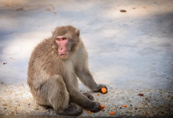 Mono sentado y comer — Foto de Stock