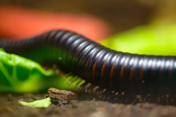 Macro centipede avec fond coloré — Photo