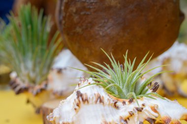 Bir kabuk bitkilerde tillandsia