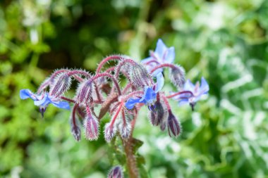 güzel mavi çiçekler