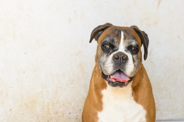 Deutscher boxer hond — Stockfoto