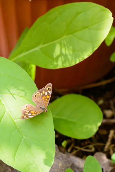 Schmetterling auf Blatt — Stockfoto