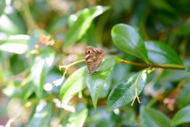 yaprak üzerinde Kelebek
