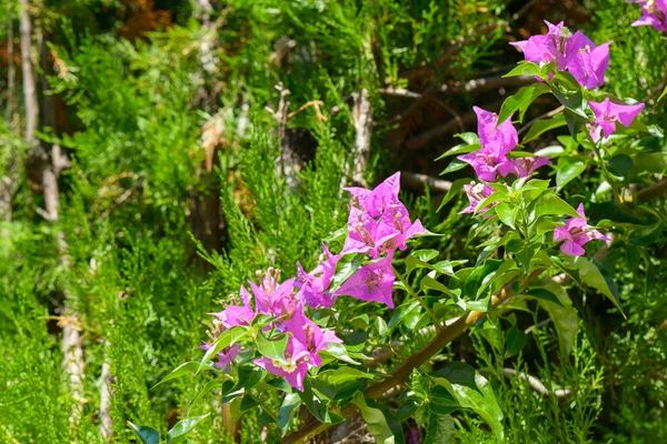 Güneş aşağı gitmek