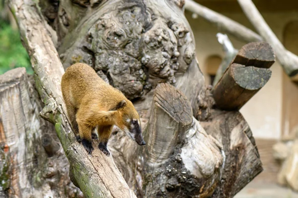 Lemur on Trunk Stock Image