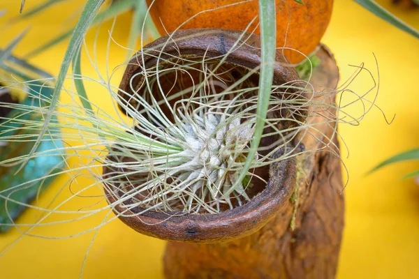 Tillandsia roślin w drewnie — Zdjęcie stockowe