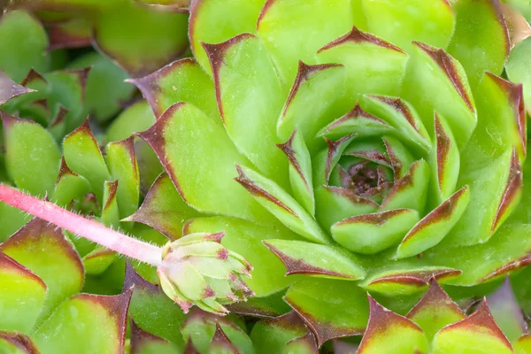 Macro de una planta suculenta — Foto de Stock