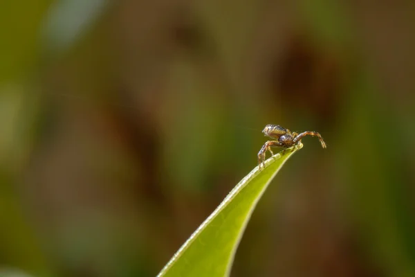 Araignée sur feuille — Photo