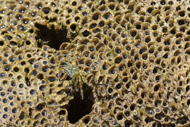 Kayanın üzerinde Yengeç