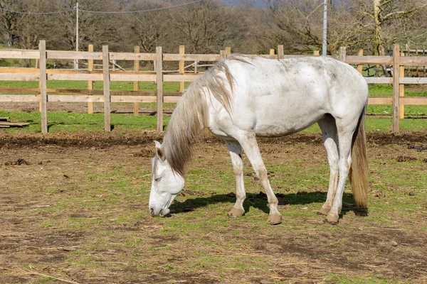 Ładne białego konia — Zdjęcie stockowe