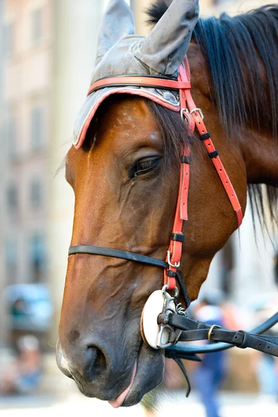 Portret głowa konia — Zdjęcie stockowe