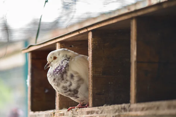 Pidgeon in the house — Stock Photo, Image