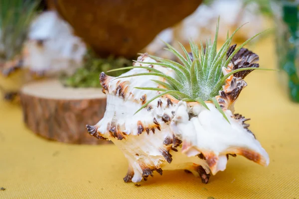 Tillandsia plantas en una cáscara — Foto de Stock