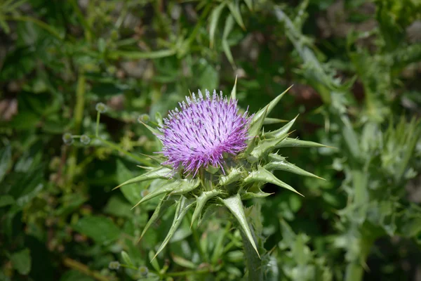 Thistle Flower in a field — Stock Photo, Image